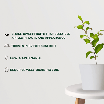 Small variety apple jujube plant